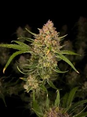 Guava Auto™ – product view 5