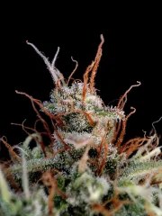 Guava Auto™ – product view 7