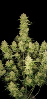 Guava Auto™ – product view 8