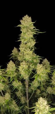 Guava Auto™ – product view 9