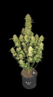 Guava Auto™ – product view 10