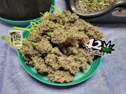 Guava Auto™ – product view 11