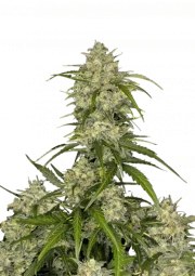 Sour Jealousy Auto™ – product view 1