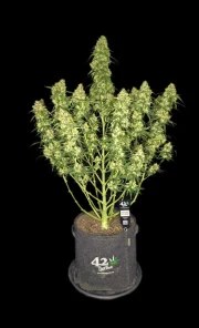 Sour Jealousy Auto™ – product view 2