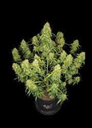 Sour Jealousy Auto™ – product view 3