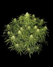 Sour Jealousy Auto™ – product view 4