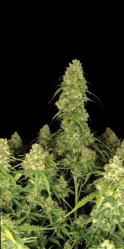 Sour Jealousy Auto™ – product view 5