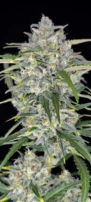 Sour Jealousy Auto™ – product view 6