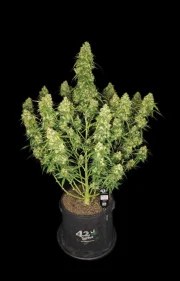 Sour Jealousy Auto™ – product view 7