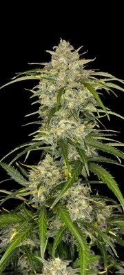 Sour Jealousy Auto™ – product view 8
