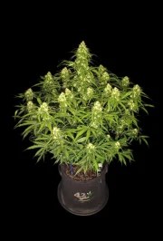 Sour Jealousy Auto™ – product view 9