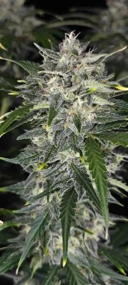 Sour Jealousy Auto™ – product view 10