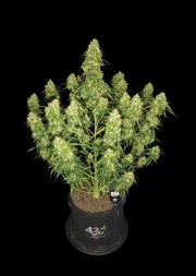 Sour Jealousy Auto™ – product view 11