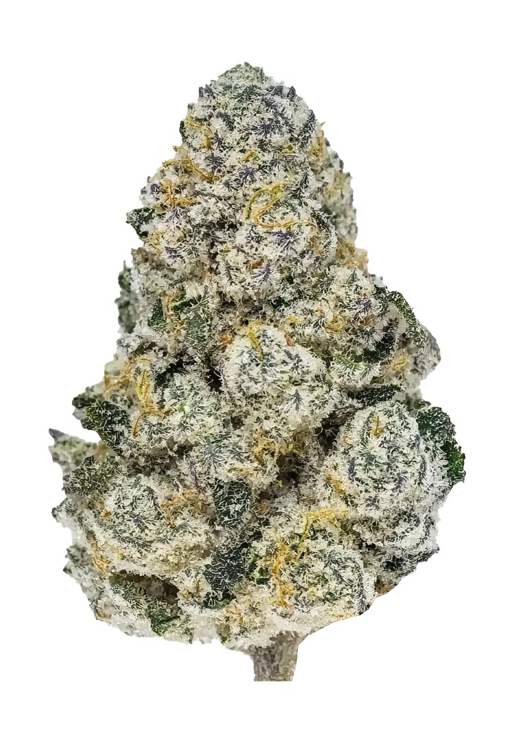 Lemonpaya™ – FastBuds – Feminized