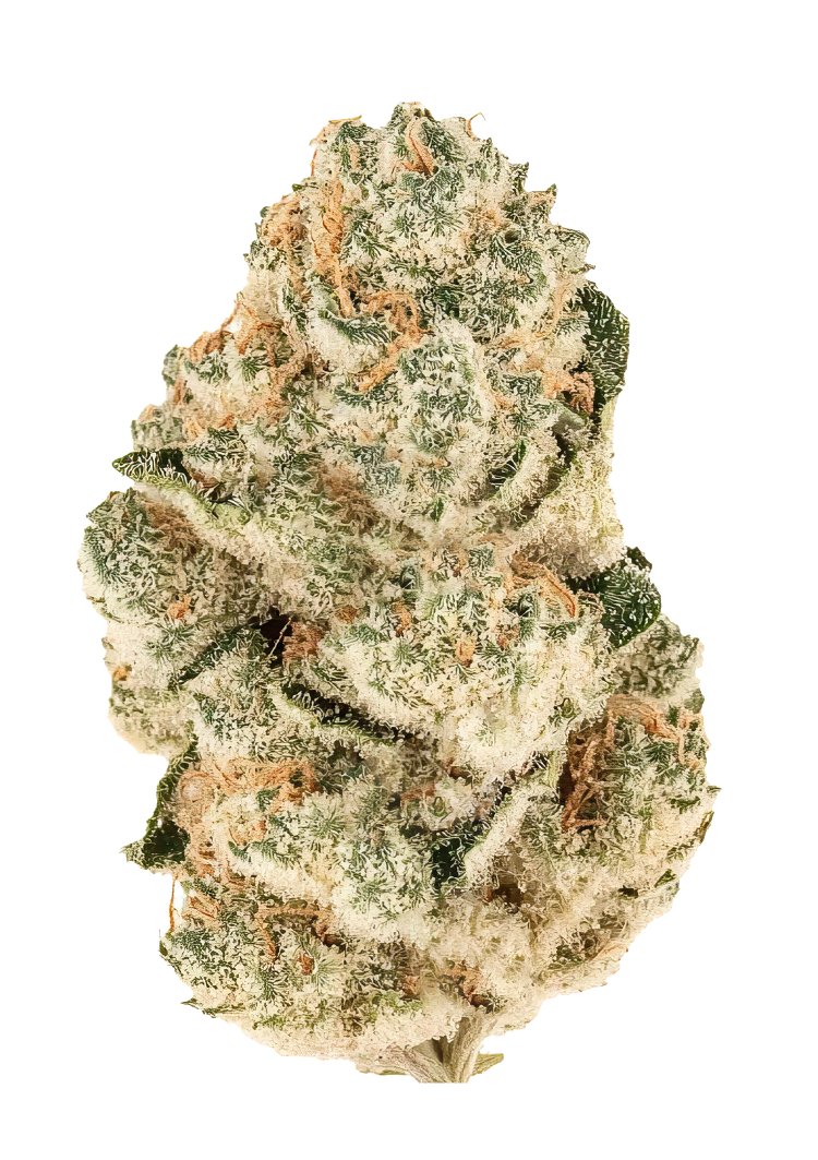 Gorilla Melon™ – FastBuds – Feminized
