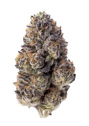 Papaya Sherbet™ – FastBuds – Feminized