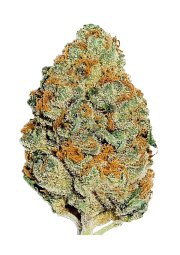 Lemon Mandarin™ – FastBuds – Feminized