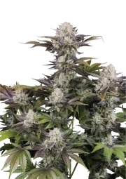 Frostbanger Auto™ – product view 1