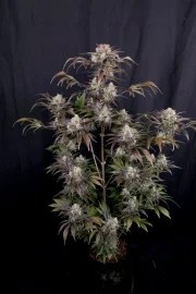 Frostbanger Auto™ – product view 2