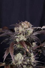 Frostbanger Auto™ – product view 3