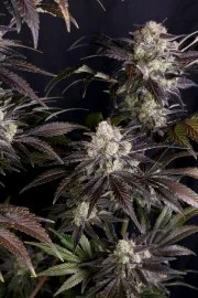 Frostbanger Auto™ – product view 4
