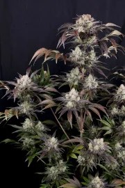 Frostbanger Auto™ – product view 5