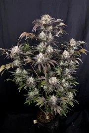 Frostbanger Auto™ – product view 6