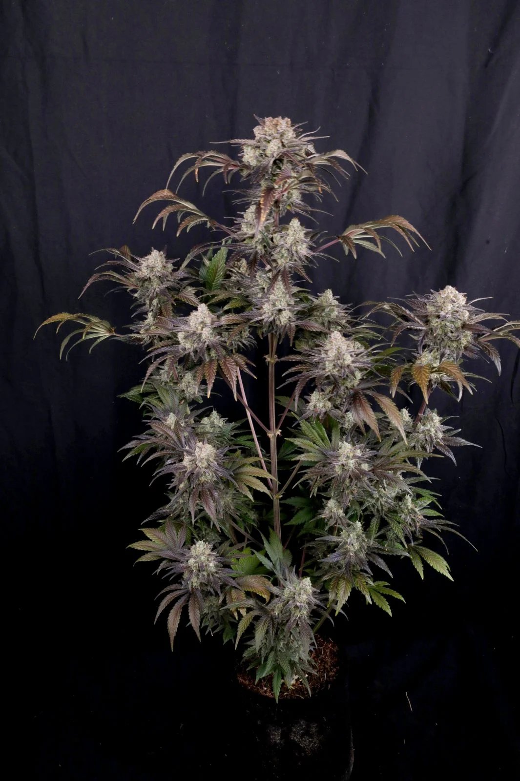 Frostbanger Auto™ – FastBuds – Autoflowering