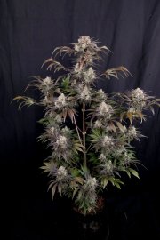 Frostbanger Auto™ – FastBuds – Autoflowering