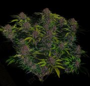Purple Haze Auto™ – FastBuds – Autoflowering