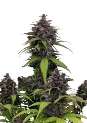Purple Haze Auto™ – product view 1