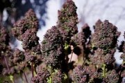Purple Haze Auto™ – product view 2