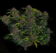 Purple Haze Auto™ – product view 3