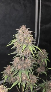 Purple Haze Auto™ – product view 4
