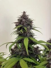 Purple Haze Auto™ – product view 5