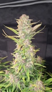 Purple Haze Auto™ – product view 6