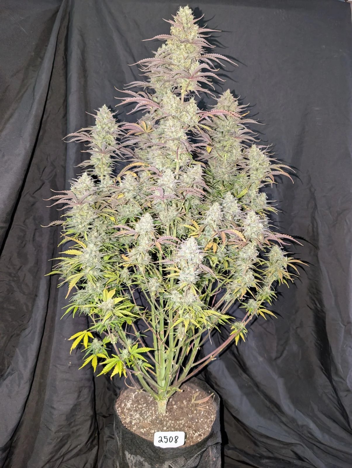 Z-Up Auto™ – FastBuds – Autoflowering