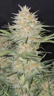 Z-Up Auto™ – product view 6