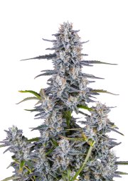 Super Boof Auto™ – FastBuds – Autoflowering