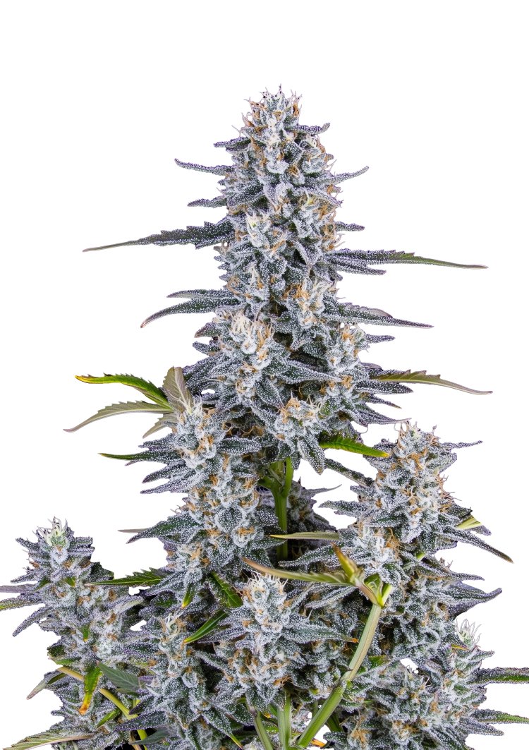 Super Boof Auto™ – FastBuds – Autoflowering