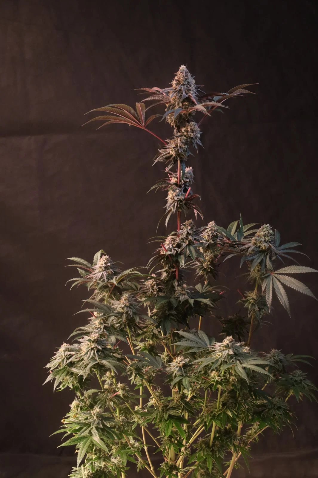 Lemon Cherry Runtz™ – FastBuds – Feminized