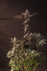 Lemon Cherry Runtz™ – FastBuds – Feminized