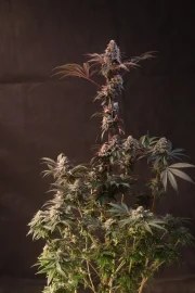 Lemon Cherry Runtz™ – product view 2
