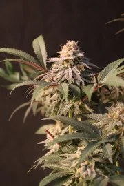 Lemon Cherry Runtz™ – product view 4