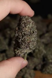 Lemon Cherry Runtz™ – product view 6