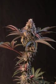 Lemon Cherry Runtz™ – product view 8
