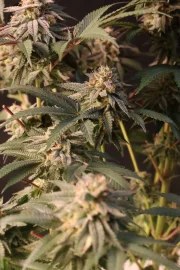 Lemon Cherry Runtz™ – product view 9