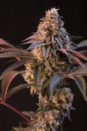 Lemon Cherry Runtz™ – product view 10