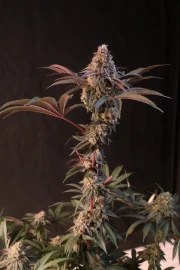 Lemon Cherry Runtz™ – product view 11
