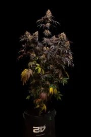 Papayton™ – product view 2